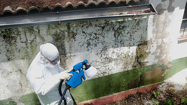 Top rated local Attic Mold Removal specialists in Cortez, CO